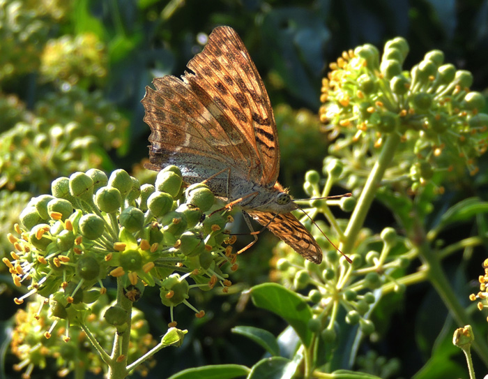 Argynnis paphia Nymphalidae